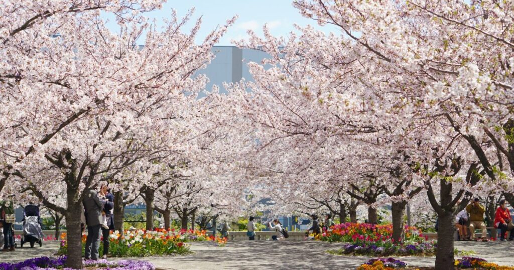 桜並木と色とりどりの花が広がる春の公園風景