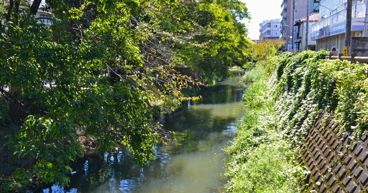 緑豊かな川沿いと住宅地が続く静かな水辺の風景
