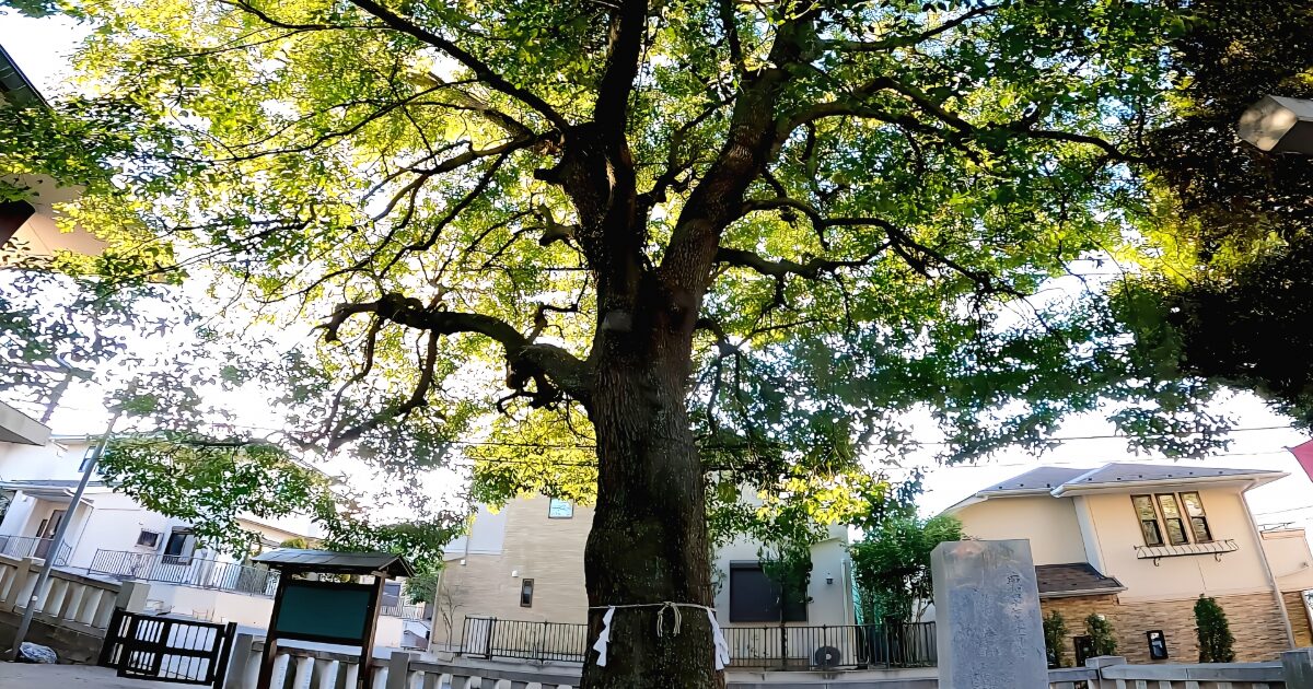 住宅街にそびえる大きな御神木と神社の風景