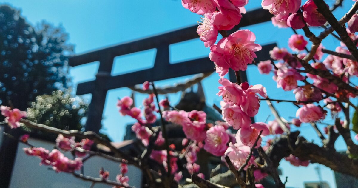 鳥居と梅の花が咲く神社の春の風景